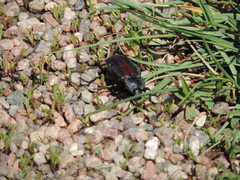 Eleodes suturalis