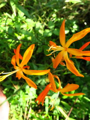 Crocosmia aurea