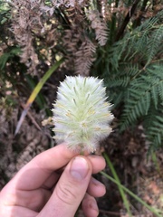 Ptilotus macrocephalus