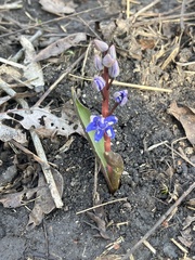 Scilla