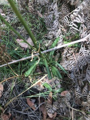 Ptilotus macrocephalus