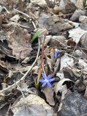 Scilla