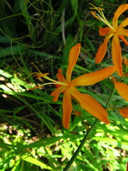 Crocosmia aurea