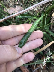 Ptilotus macrocephalus