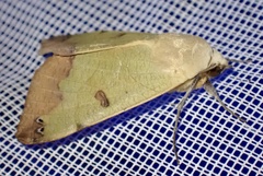Ophiusa tirhaca
