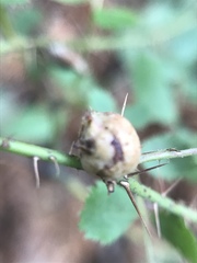 Diplolepis nodulosa