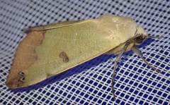 Ophiusa tirhaca