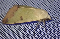 Ophiusa tirhaca