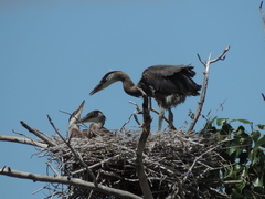 Ardea herodias