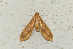 Margaroniini