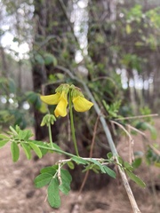 Colutea arborescens