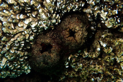 Pyura doppelgangera