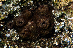 Pyura doppelgangera