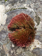 Imbribryum alpinum