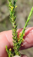 Struthiola eckloniana