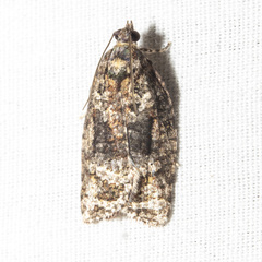 Thrincophora signigerana