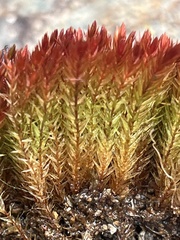 Imbribryum alpinum