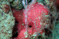 Symplegma rubra