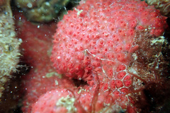 Symplegma rubra