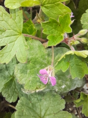 Geranium rotundifolium