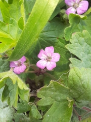 Geranium rotundifolium