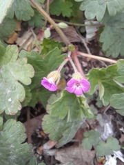 Geranium rotundifolium