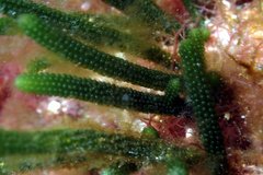 Caulerpa simpliciuscula