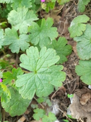 Geranium rotundifolium
