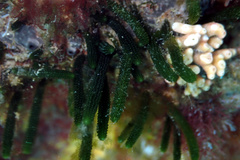 Caulerpa simpliciuscula