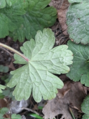 Geranium rotundifolium