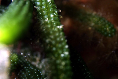 Caulerpa simpliciuscula