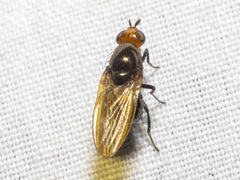 Lauxaniidae