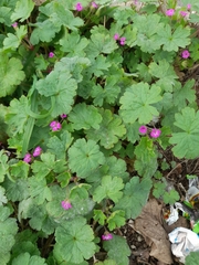 Geranium rotundifolium