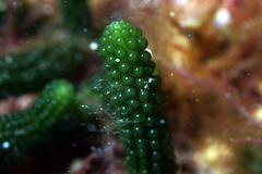 Caulerpa simpliciuscula