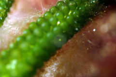 Caulerpa simpliciuscula