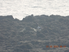 Haliaeetus leucogaster