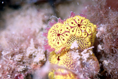 Botrylloides leachii