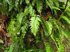 Diplazium wichurae