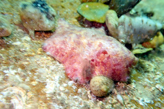 Meridiastra medius