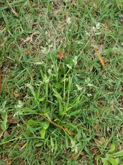 Poa annua