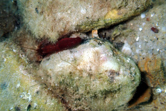Alpheidae