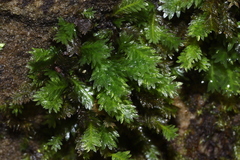 Fissidens dubius