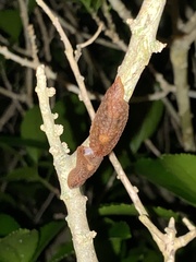 Pseudaneitea