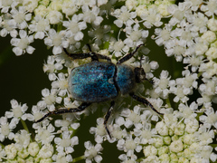 Hoplia