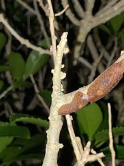 Pseudaneitea