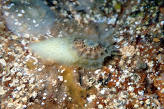 Amblychilepas nigrita