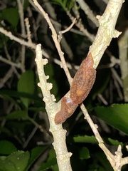 Pseudaneitea