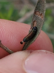 Trirhabda bacharidis