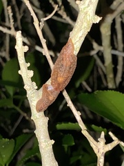 Pseudaneitea