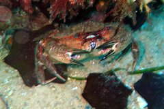 Nectocarcinus integrifrons